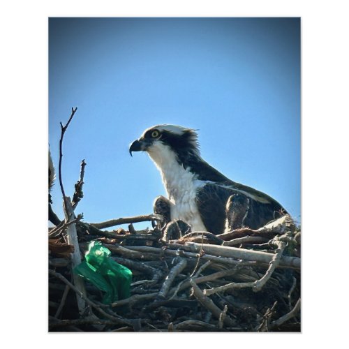 Osprey Nest with Babies Photo Print