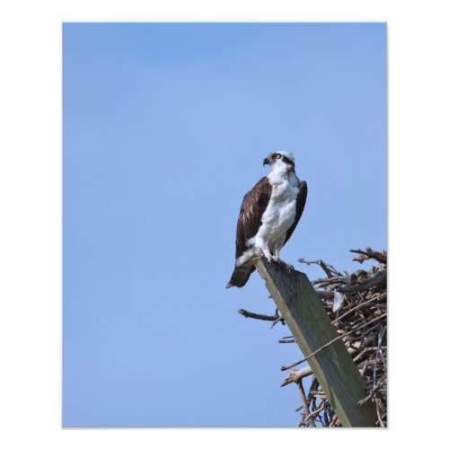 Osprey On Nest Photo Print