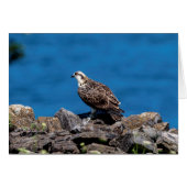 Osprey on the rocks (Front Horizontal)