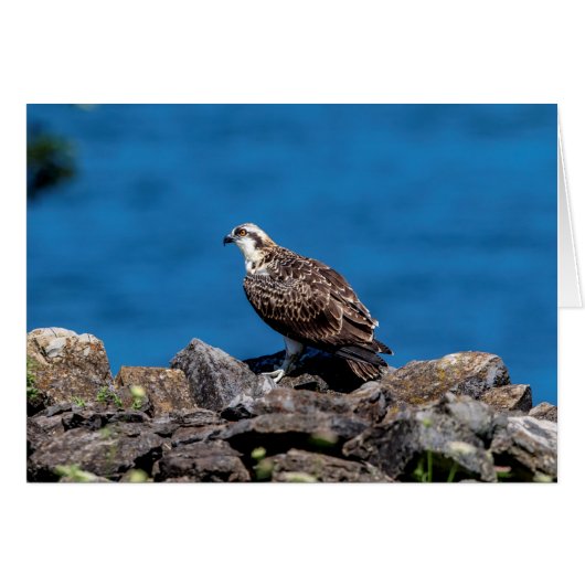 Osprey on the rocks cards (Front Horizontal)