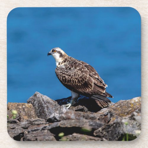 Osprey on the rocks coaster