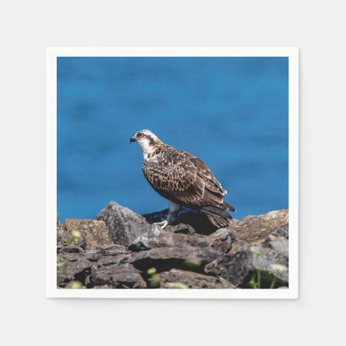 Osprey on the rocks napkins