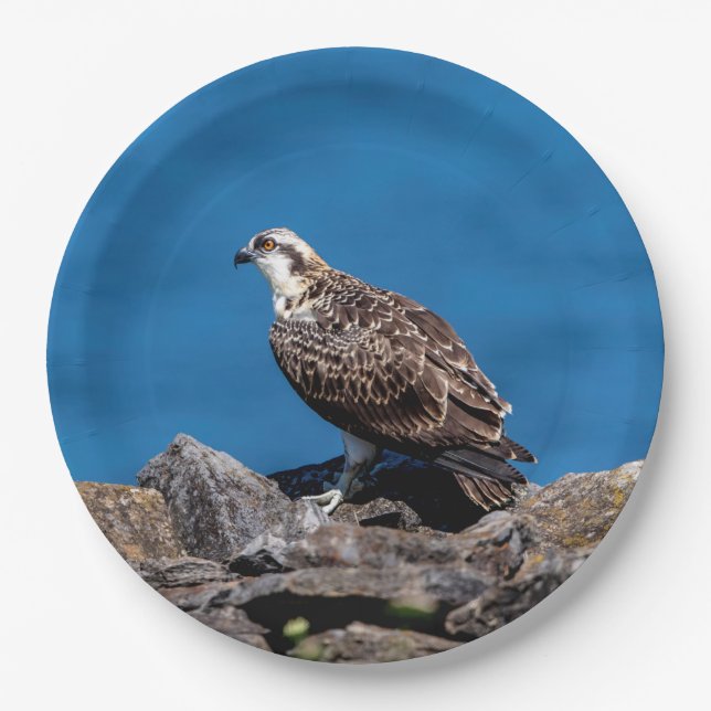 Osprey on the rocks paper plates (Front)