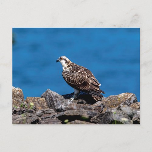 Osprey on the rocks postcard