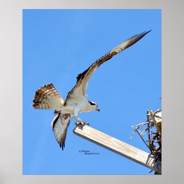 Osprey or Hawk stretched wings Poster or Print (Front)