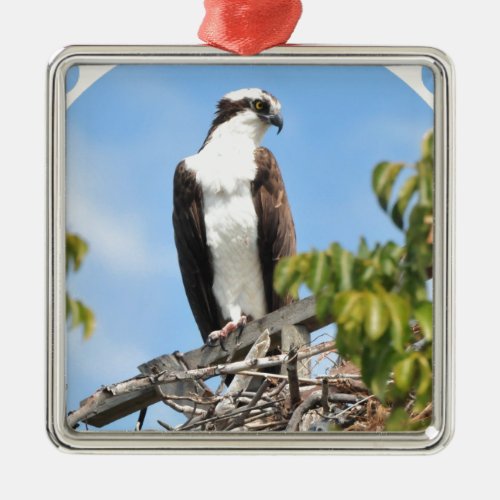 Osprey Ornament