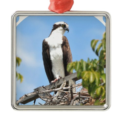 Osprey Ornament