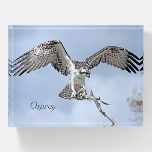 Osprey Paperweight