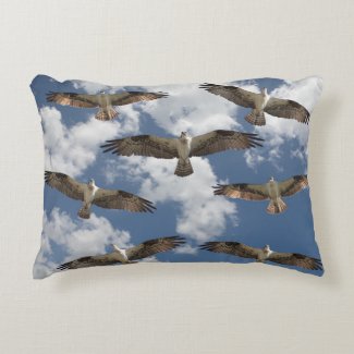 Osprey parade in the sky 