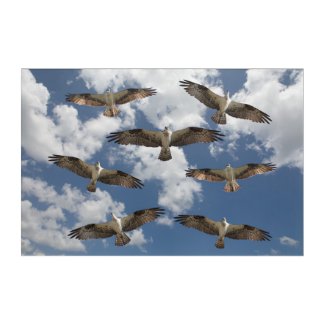 Osprey parade in the sky  