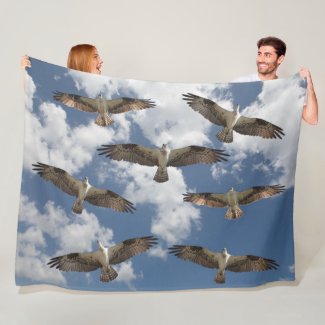 Osprey parade in the sky
