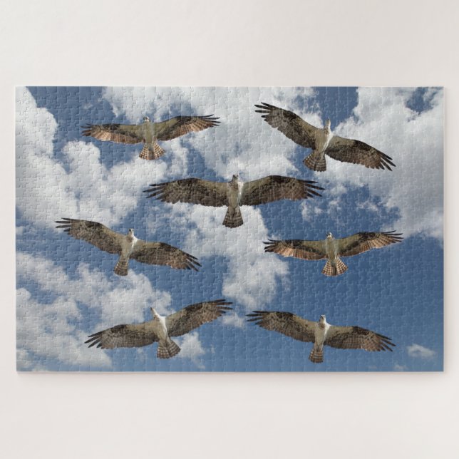Osprey parade in the sky   jigsaw puzzle (Horizontal)