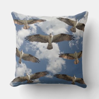 Osprey parade in the sky 