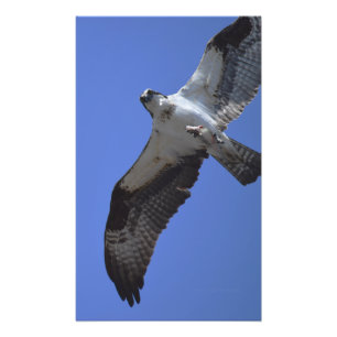 Osprey Photo