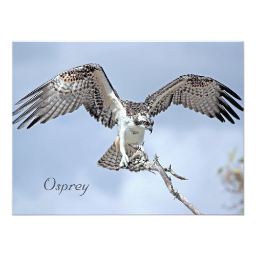 Osprey Photo Print
