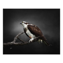 Osprey Portrait Wildlife Photography