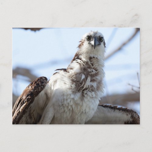 Osprey Postcard