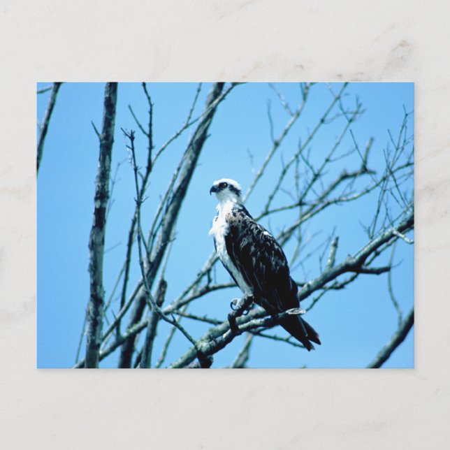 Osprey Postcard (Front)