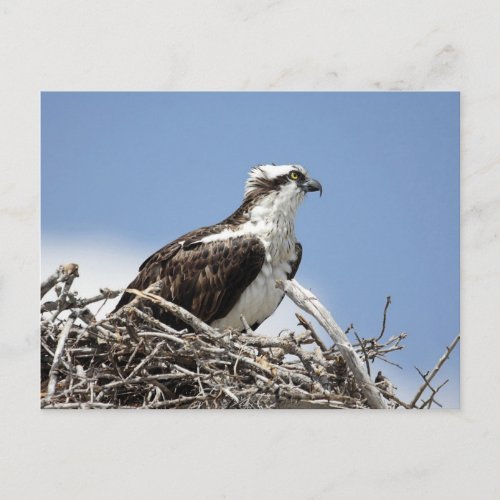 Osprey Postcard