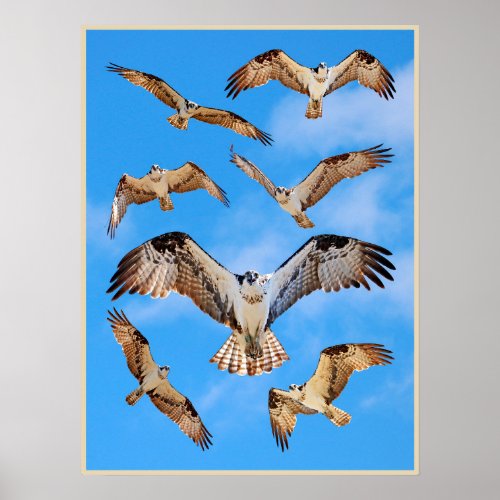 Osprey Poster