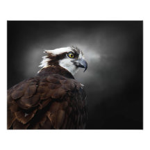 Osprey Profile Portrait Wildlife Photography