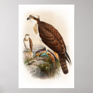 Osprey Sea Hawk John Gould Birds of Great Britain Poster