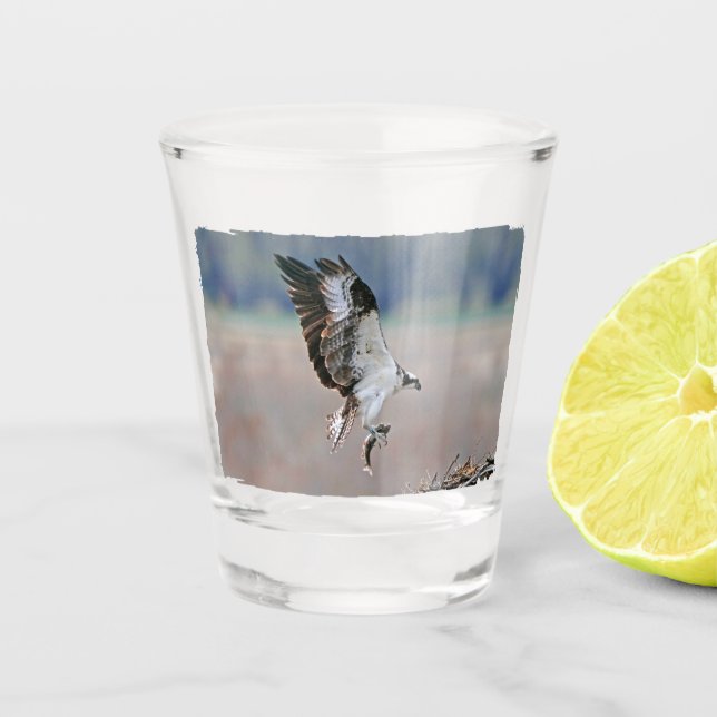 Osprey Shot Glass (Front)
