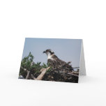 Osprey Sitting on Nest Greeting Card
