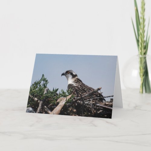 Osprey Sitting on Nest Greeting Card