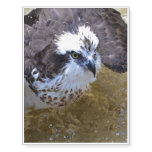 Osprey Splish Splash Temporary Tattoos