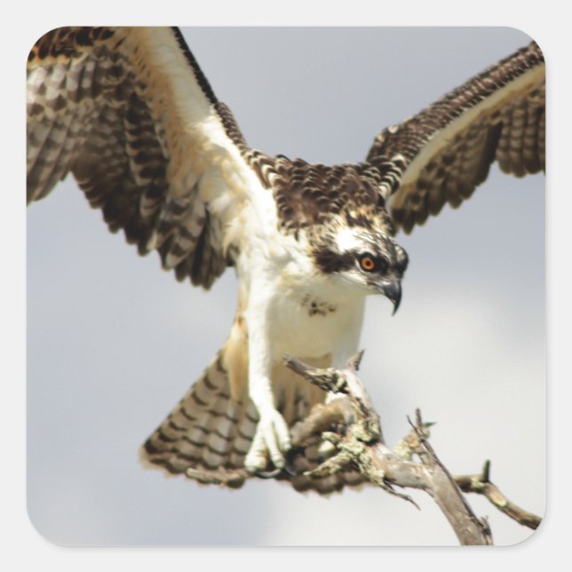 Osprey Square Sticker (Front)