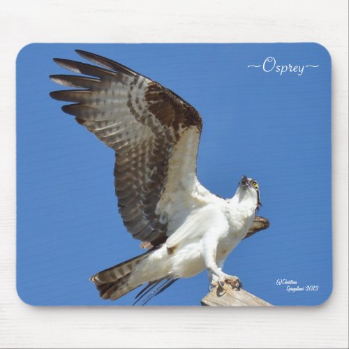 Osprey stretching wings Mousepad