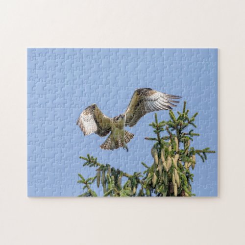 Osprey taking off from a pine tree jigsaw puzzle