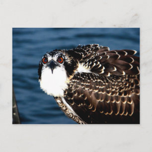 Osprey, Tilghman Island, Dogwood Harbor, Maryland Postcard