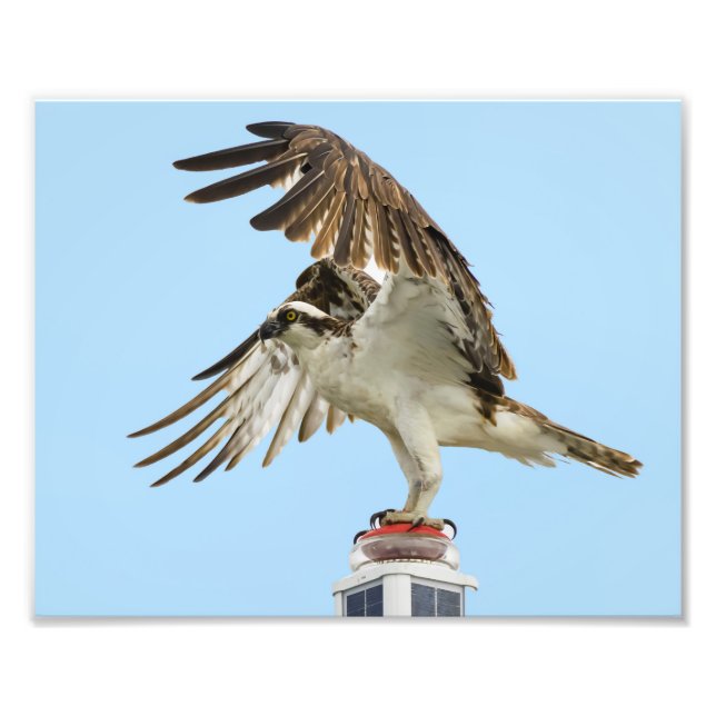 Osprey Unfurled 8x10 Print (Front)
