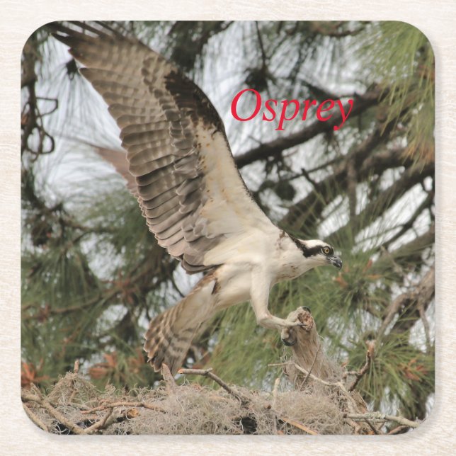Osprey Wildlife Paper Coaster (Front)