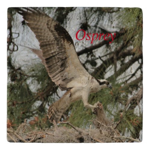 Osprey Wildlife Trivet