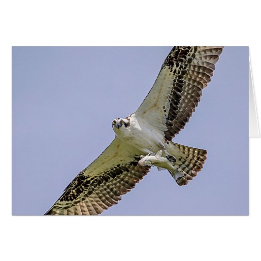 Osprey with a fish cards (Front Horizontal)