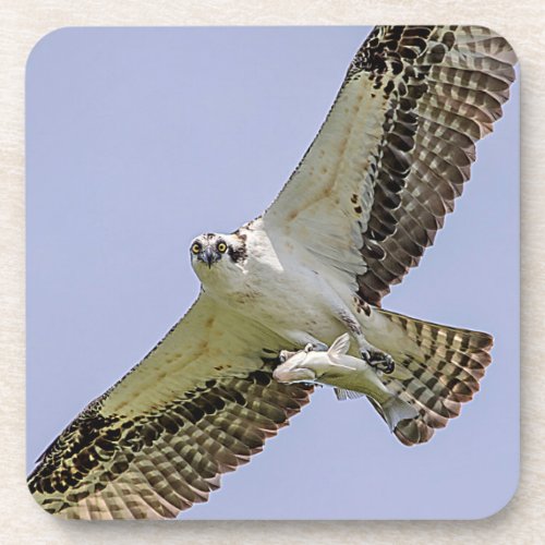 Osprey with a fish drink coaster