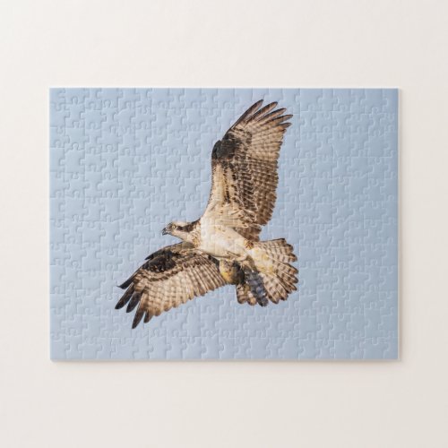 Osprey with a fish jigsaw puzzle