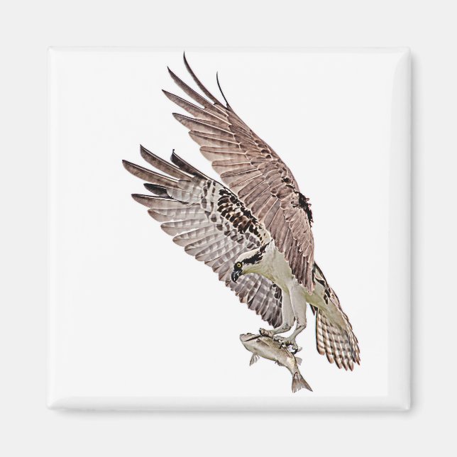 Osprey with a fish magnet (Front)