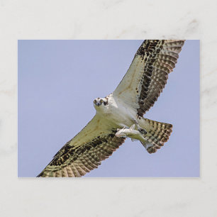 Osprey with a fish postcard