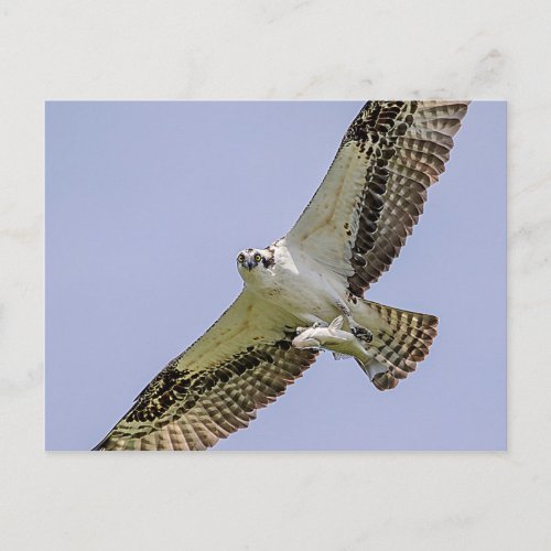 Osprey with a fish postcard