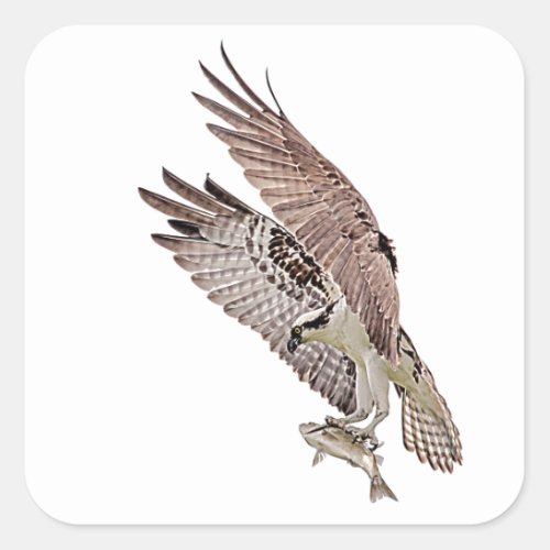 Osprey with a fish square sticker