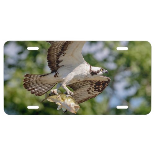 Osprey with a large mouth bass license plate