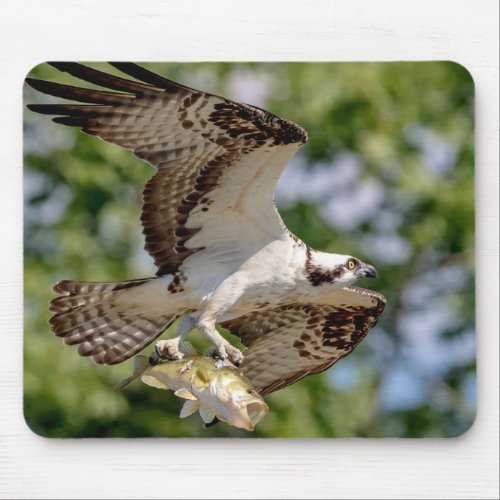 Osprey with a large mouth bass mouse pad