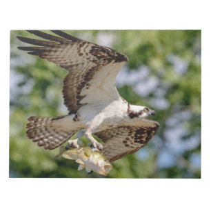 Osprey with a large mouth bass notepad