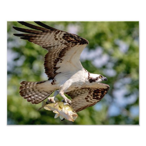 Osprey with a large mouth bass photo print