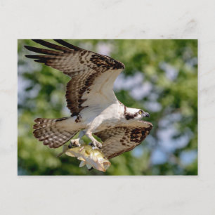 Osprey with a large mouth bass postcard