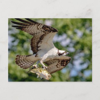 Osprey With A Large Mouth Bass Postcard by debscreative at Zazzle